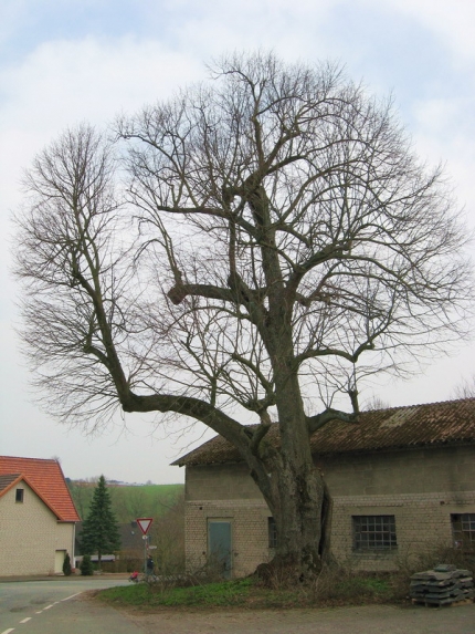 Bild 2 von Linde am Winterberg